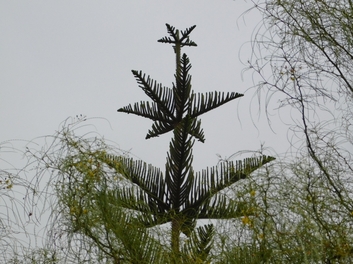 Un rbol de pino 