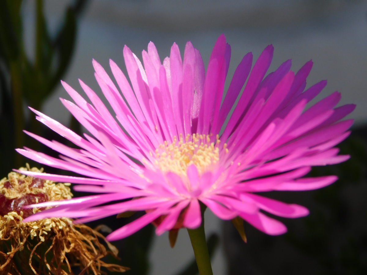 Flores de la parcela 