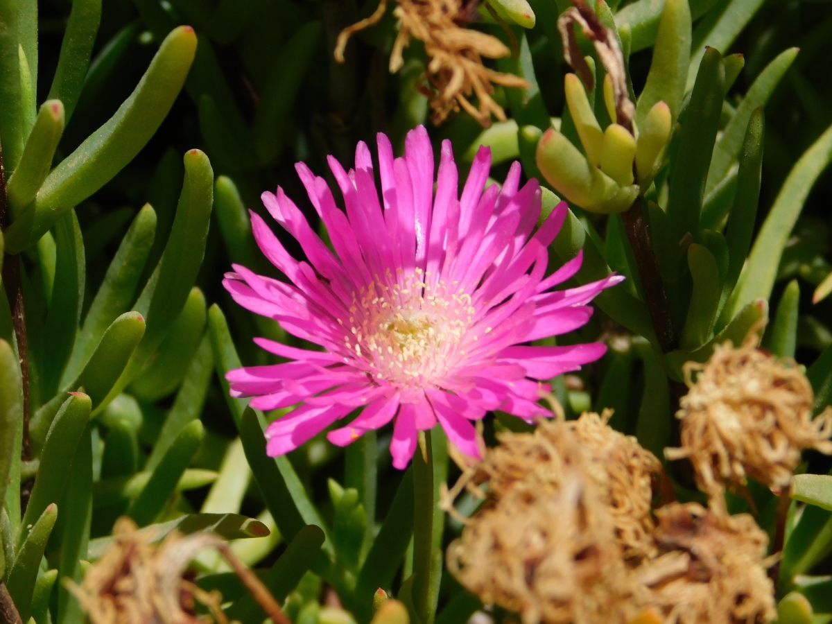 Flores de la parcela 3