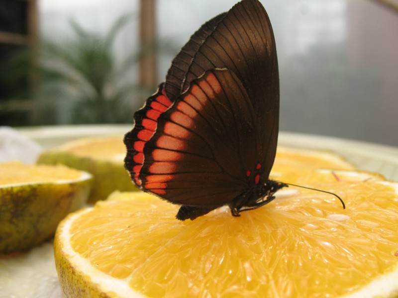 mariposa reposando