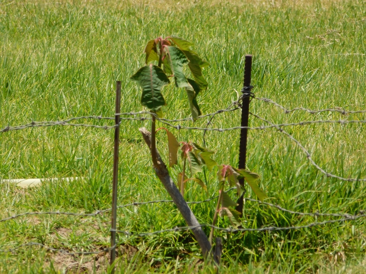 Empezando a formarse, higuera 