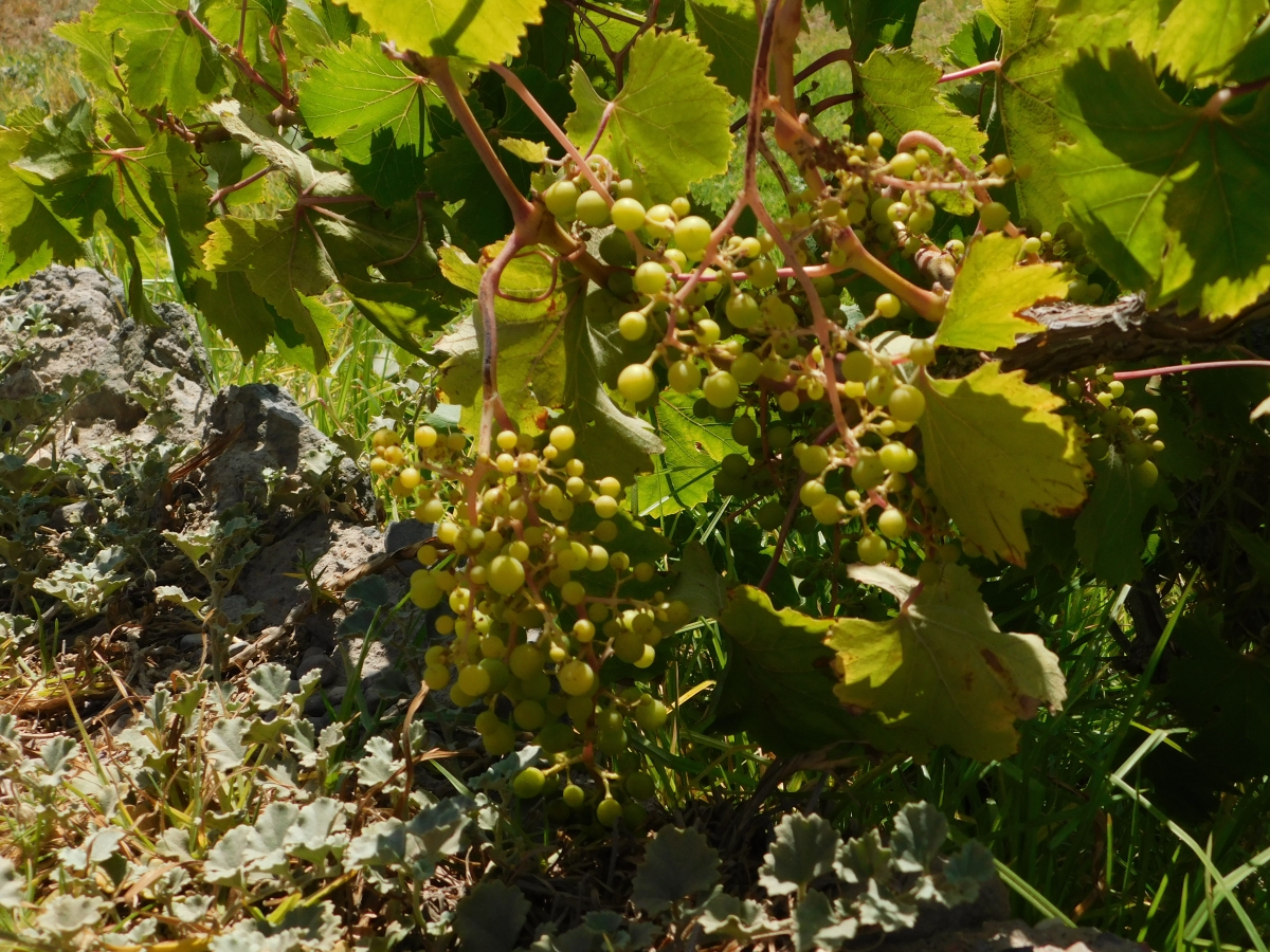 Uvas silvestres 