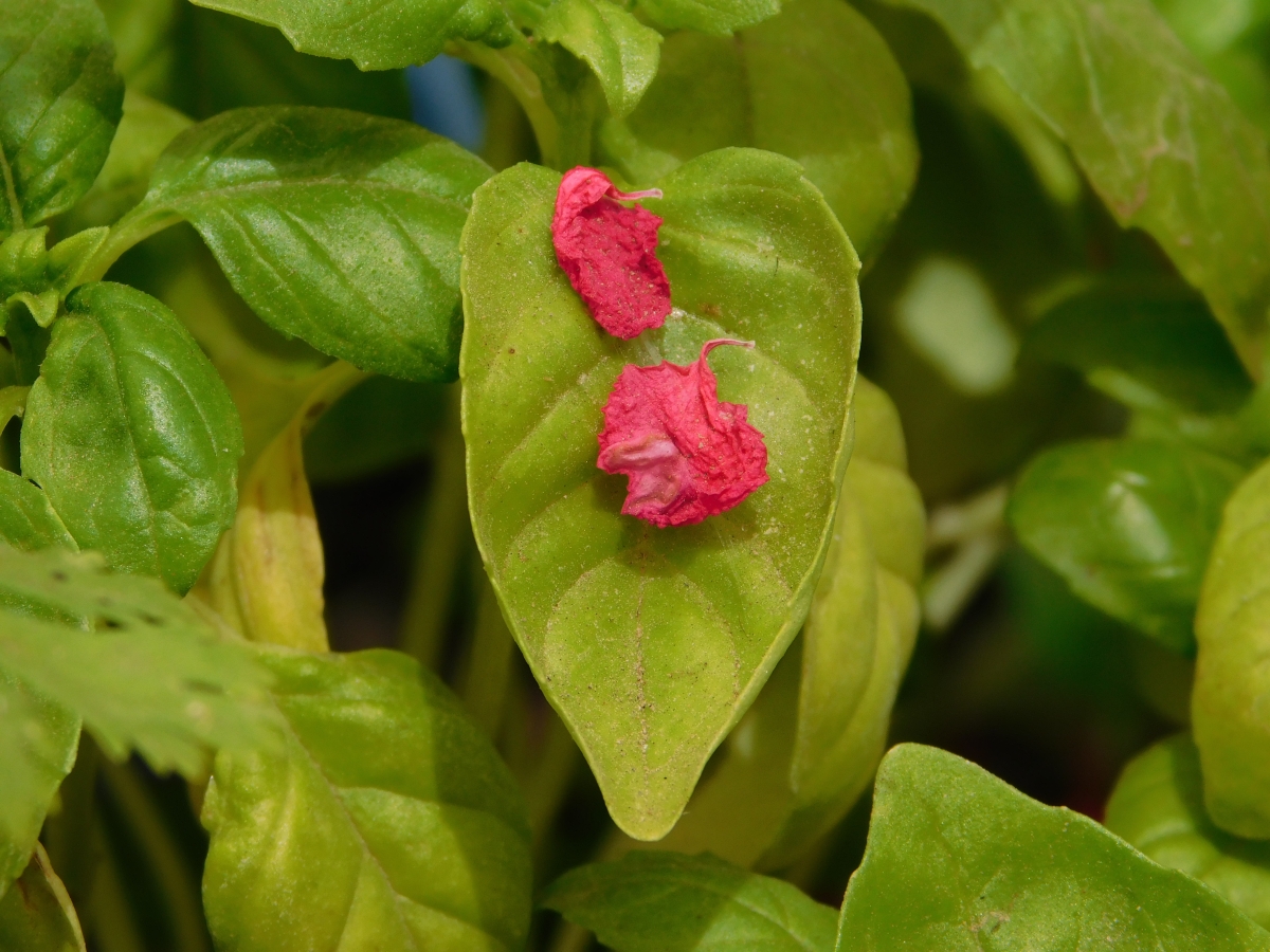 Ptalos sobre la hoja 