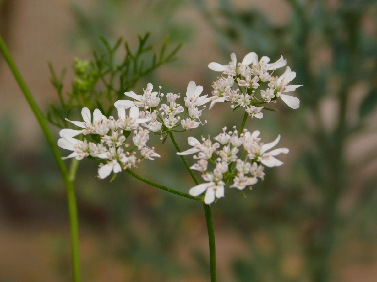 Flores del jardn 