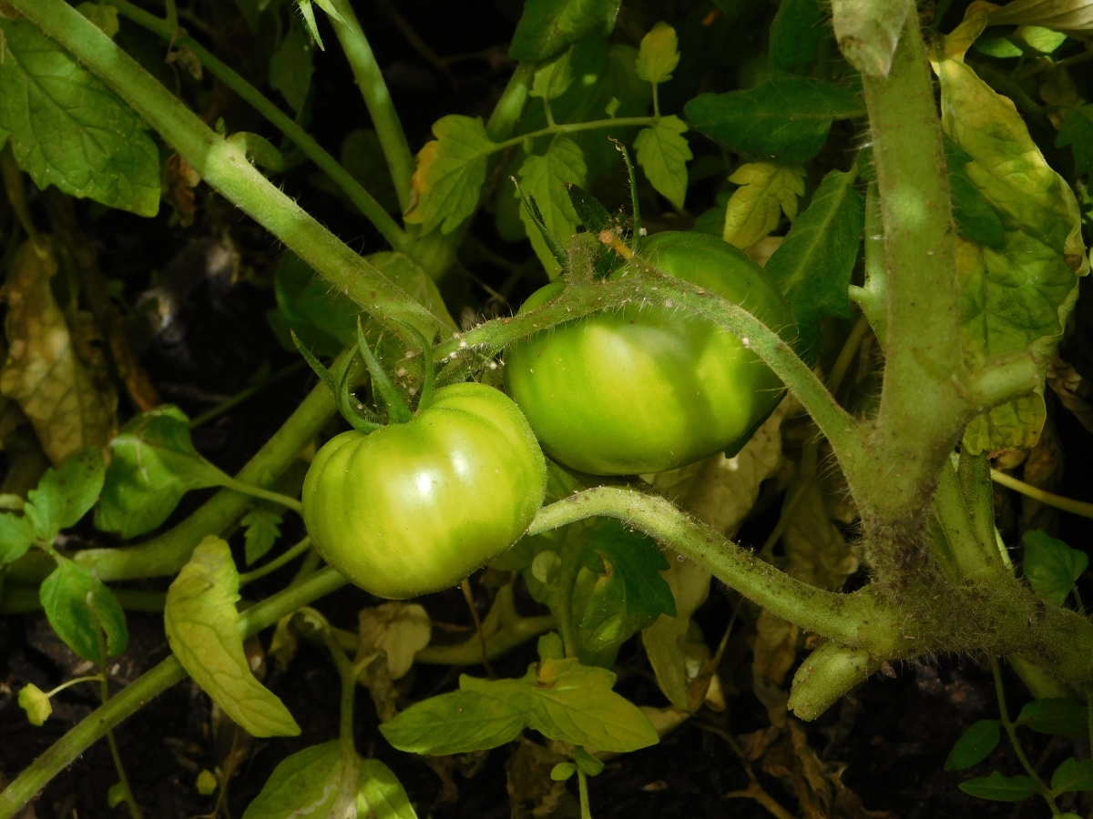 Tomates en desarrollo 