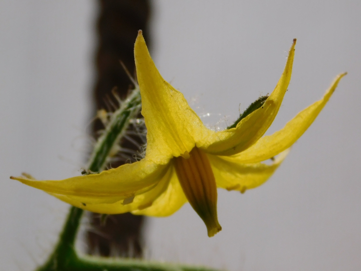 Flor del tomate