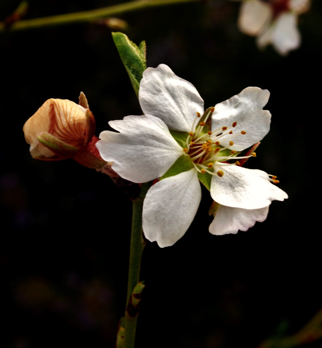 Flor de almendro