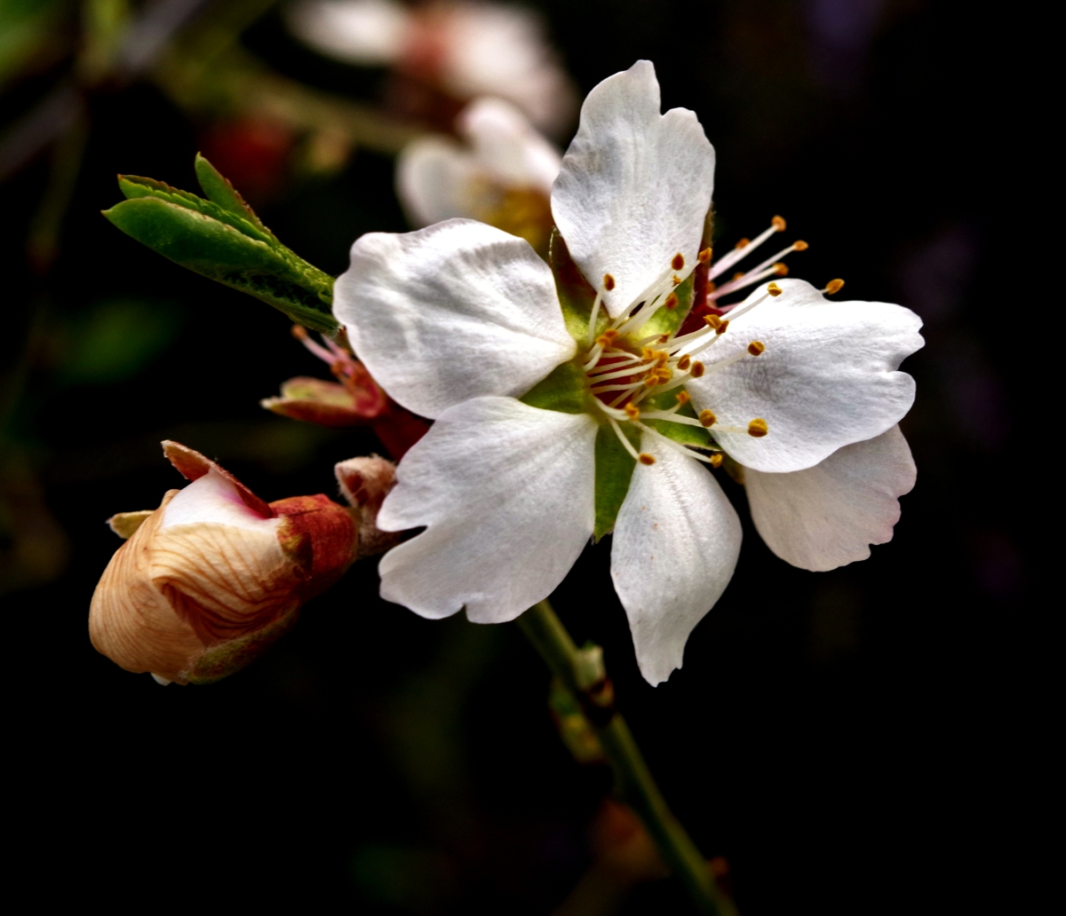 Flor de almendro II