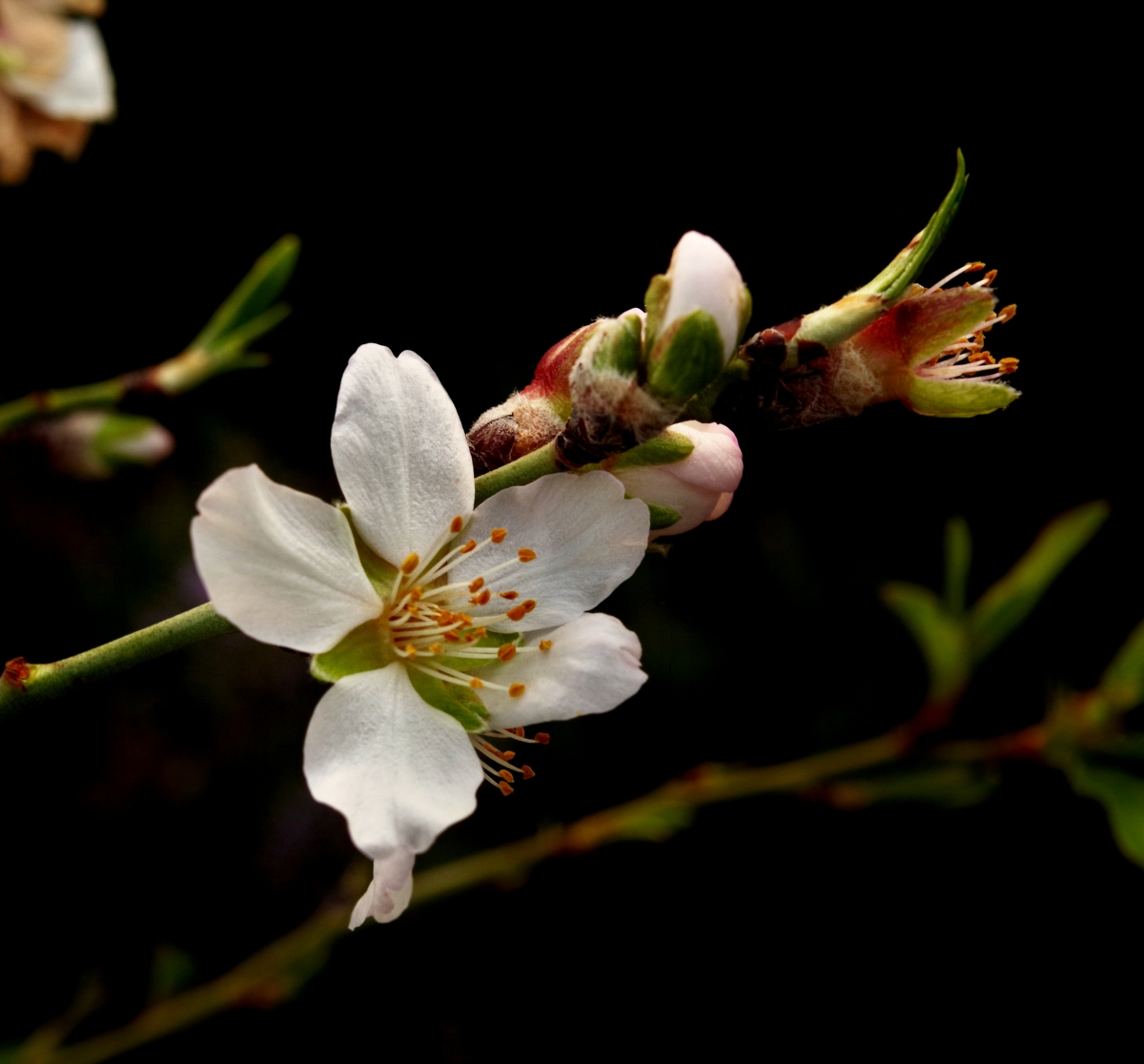 Flor de almendro III