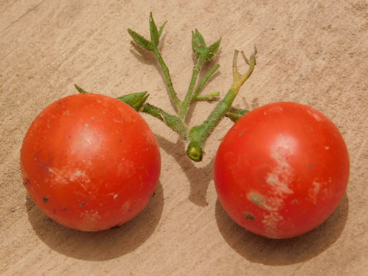 Tomates cherry 