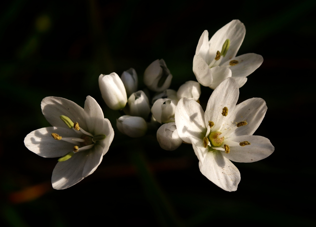 wild garlic I