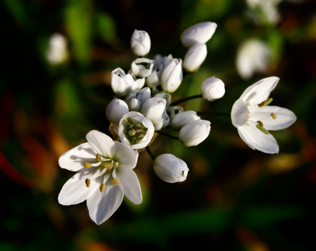 Ajo silvestre II