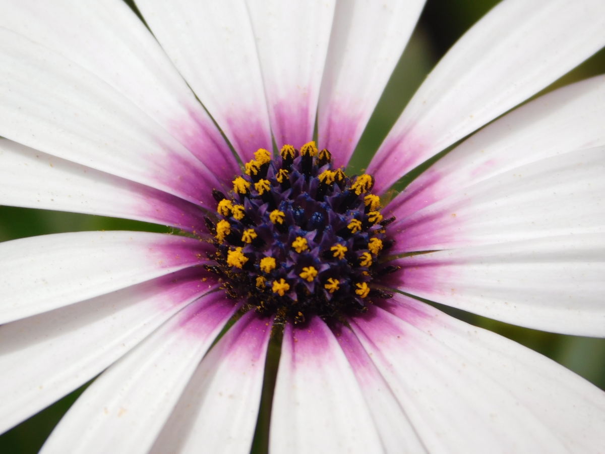 El corazn de la flor 