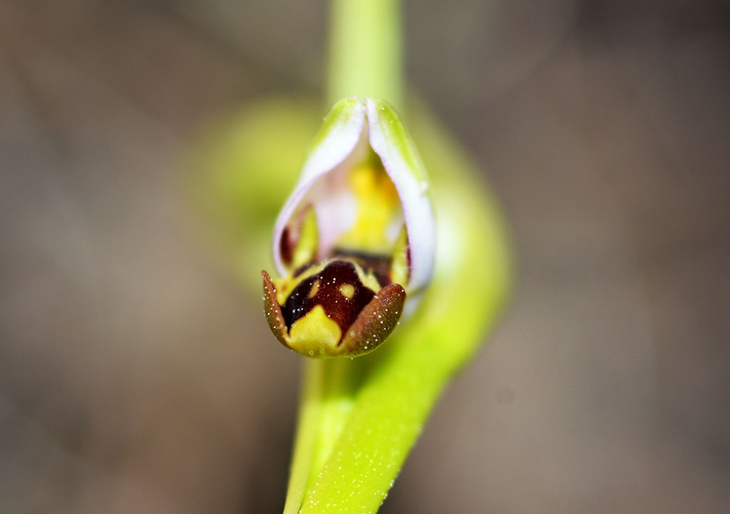 Orquidea  abejera