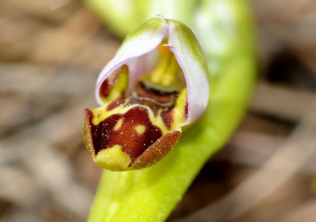 Orquidea  abejera 2