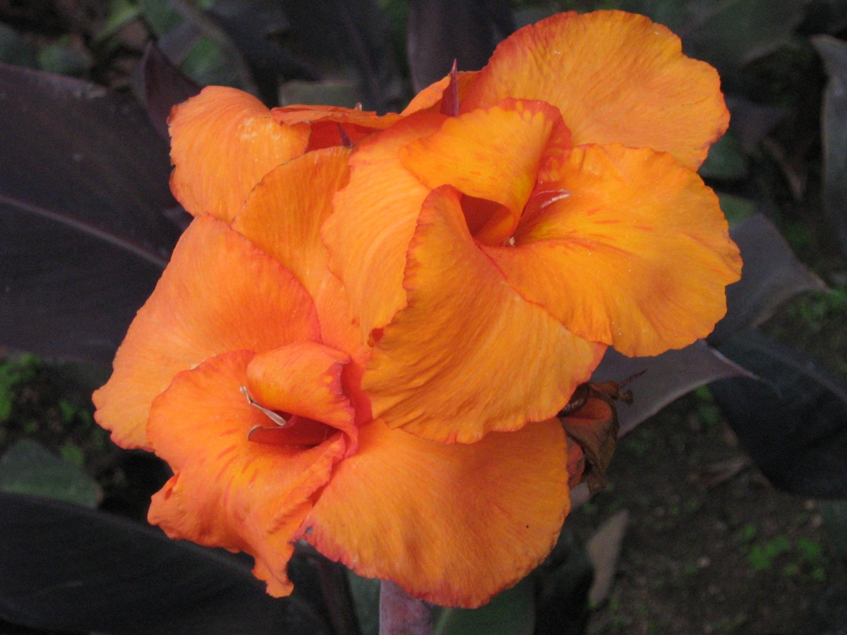 Hermosa flor naranja 