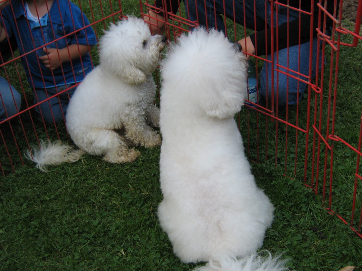 Exposicin de perros domsticos 