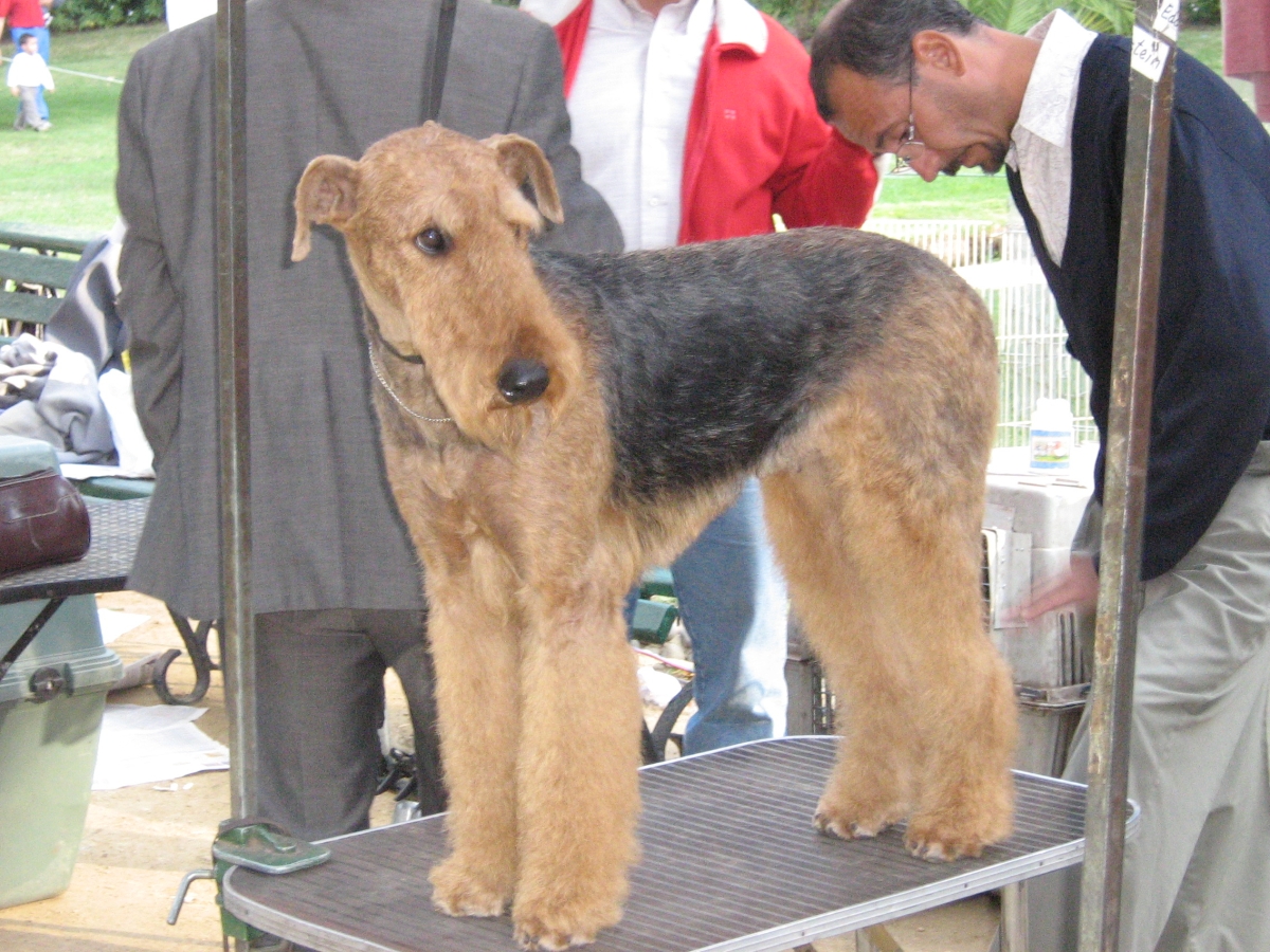 Domestic Dog Show 1