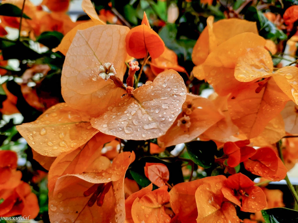 GIRONA TEMPS DE FLORS 2023