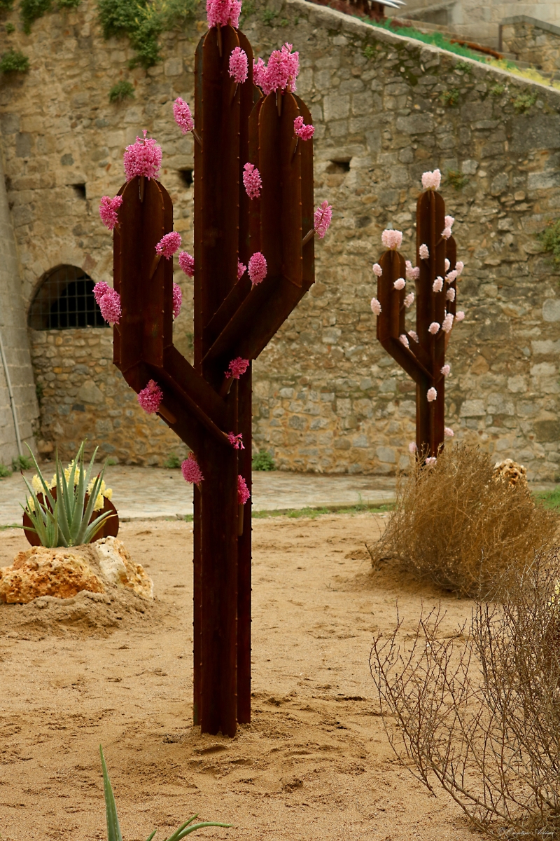 Cactus ferroso 03
