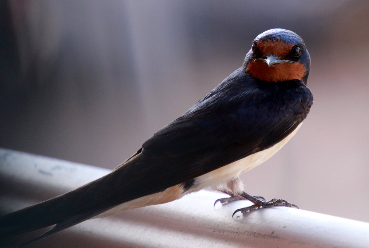 Pajaro