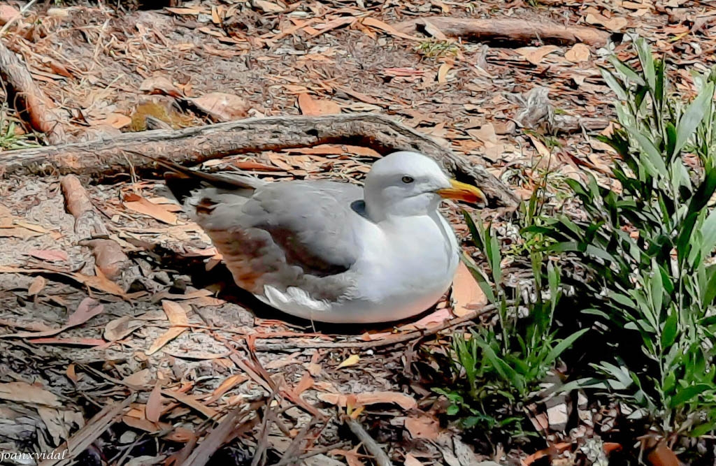 GAVIOTA