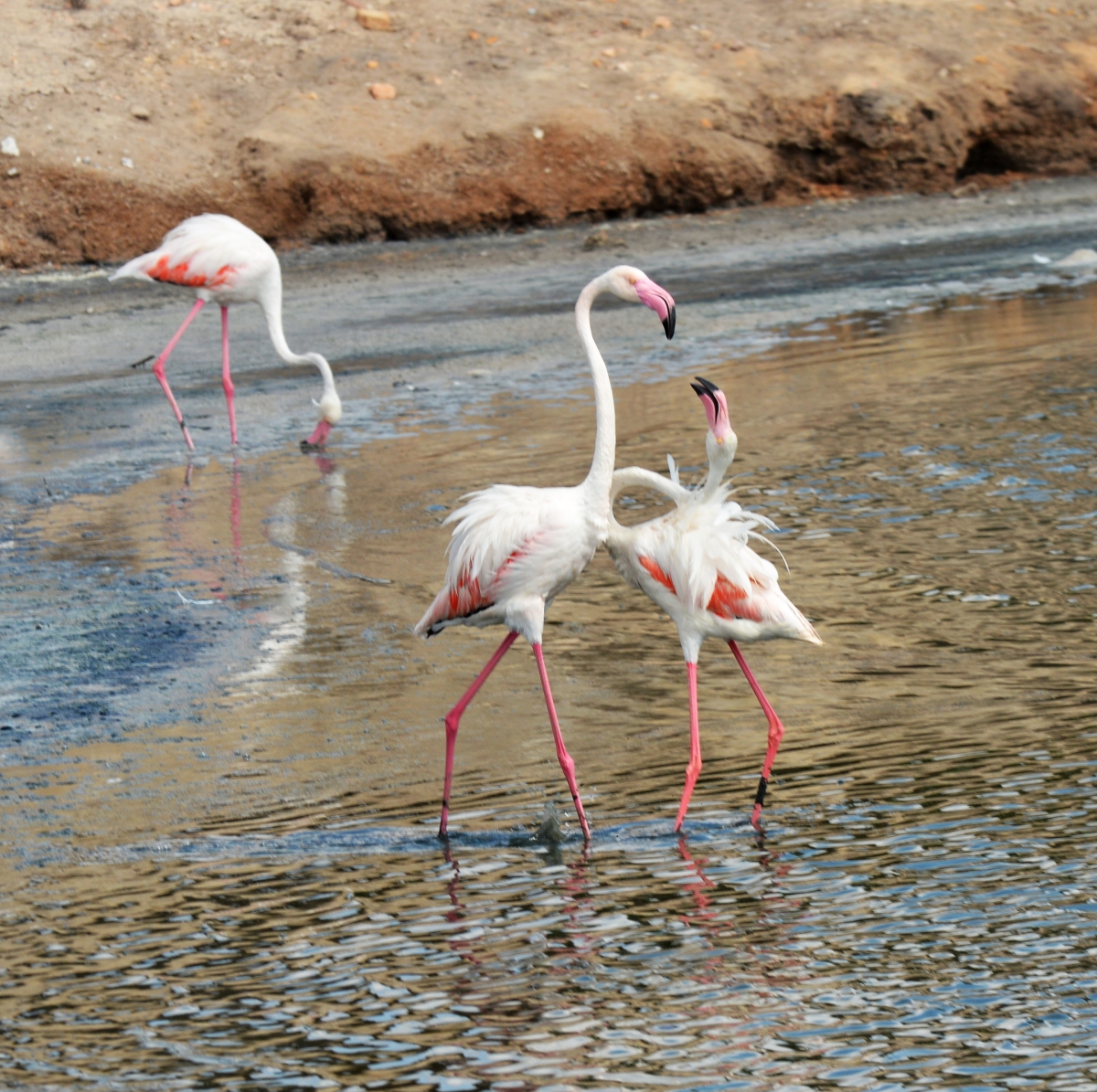 Flamencos 1