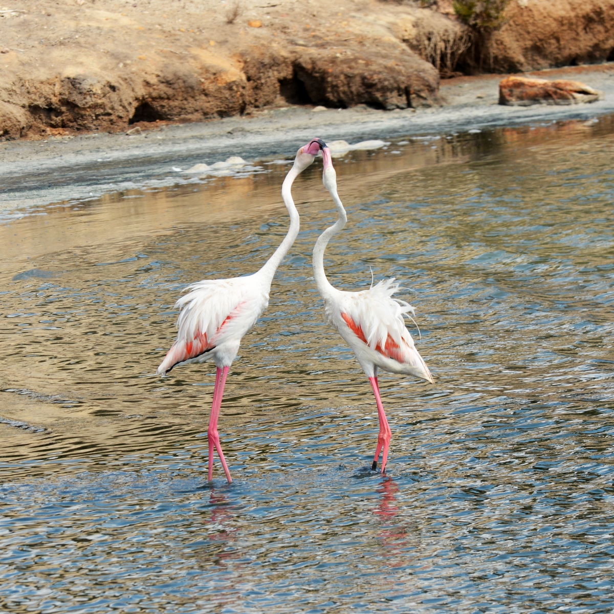 Flamencos 2