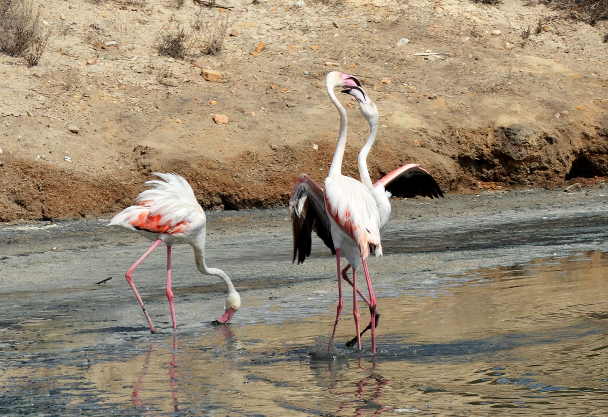 Flamencos 4