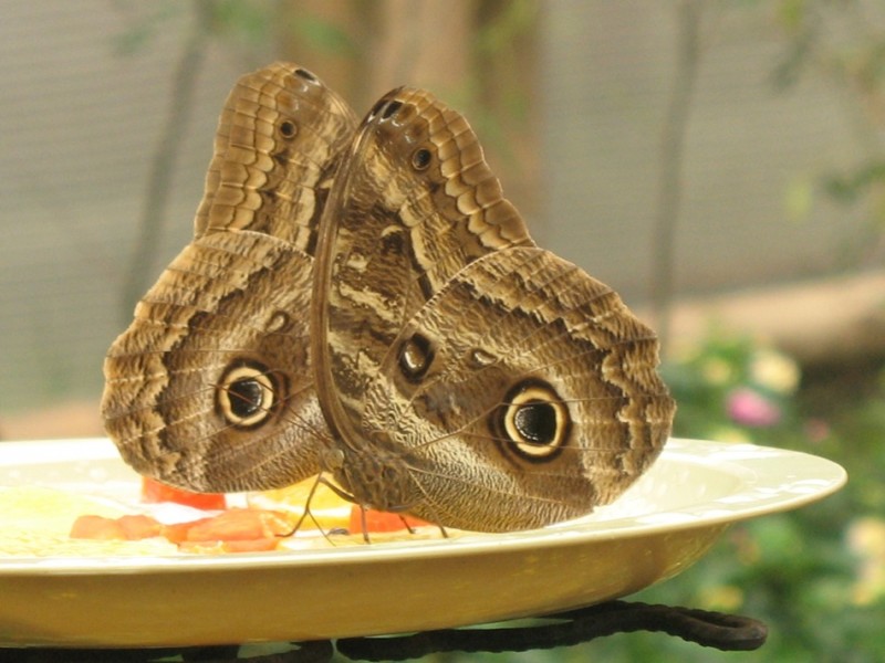 2 mariposas