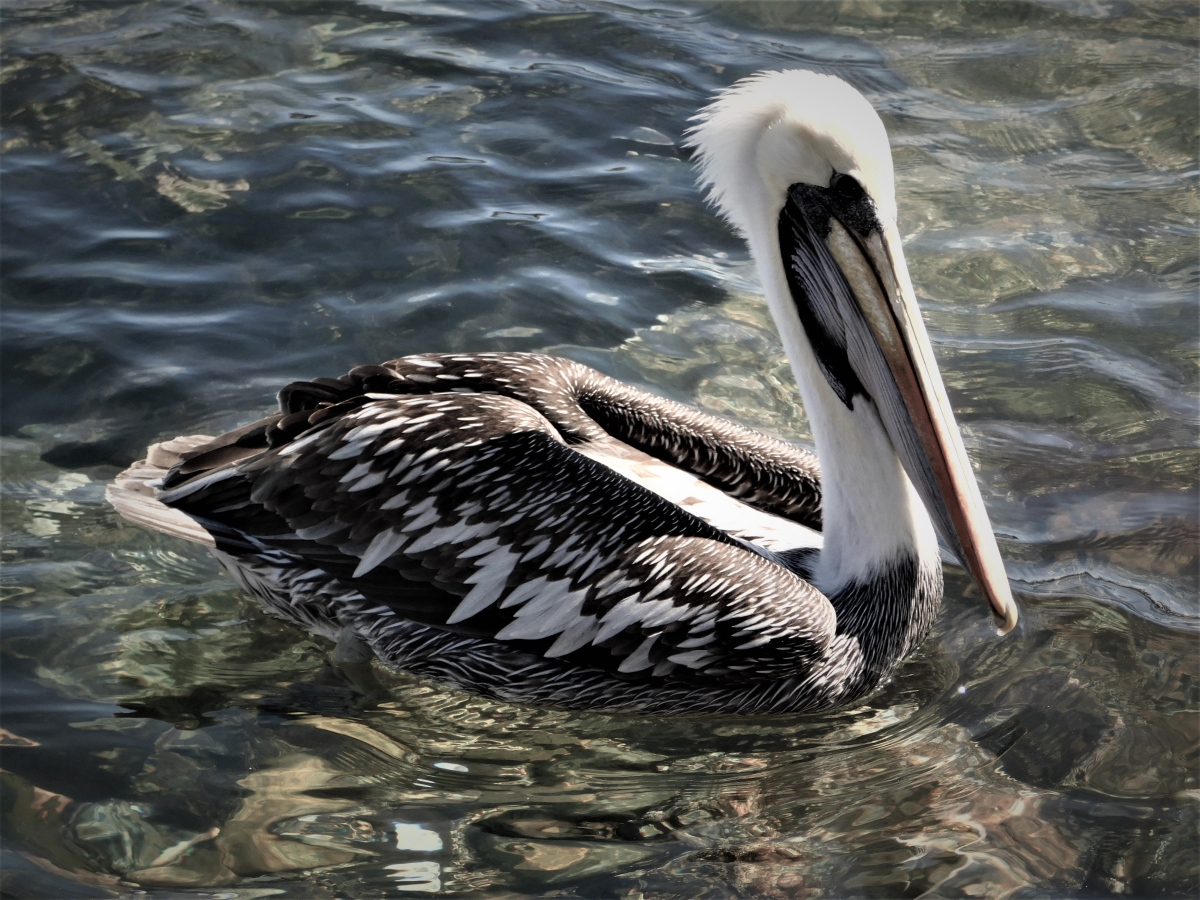 Pelicano 2