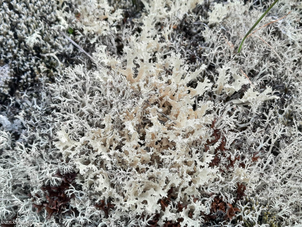 FLORA ENDMICA