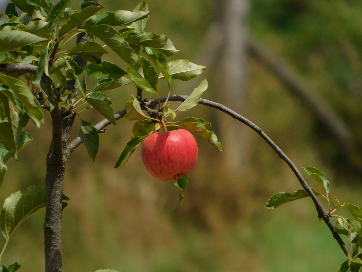 Solo quedaba esta manzana en el rbol