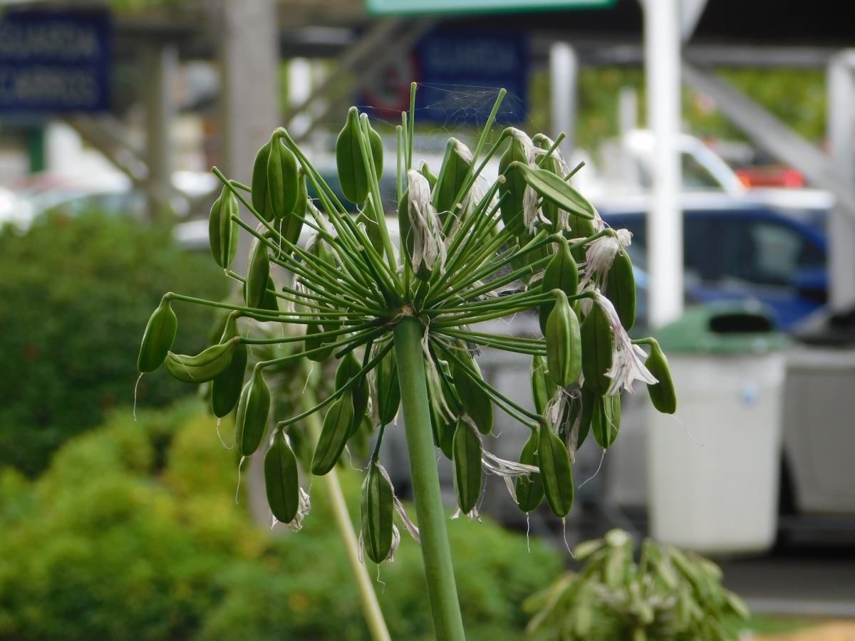 Son del jardn del supermercado 1