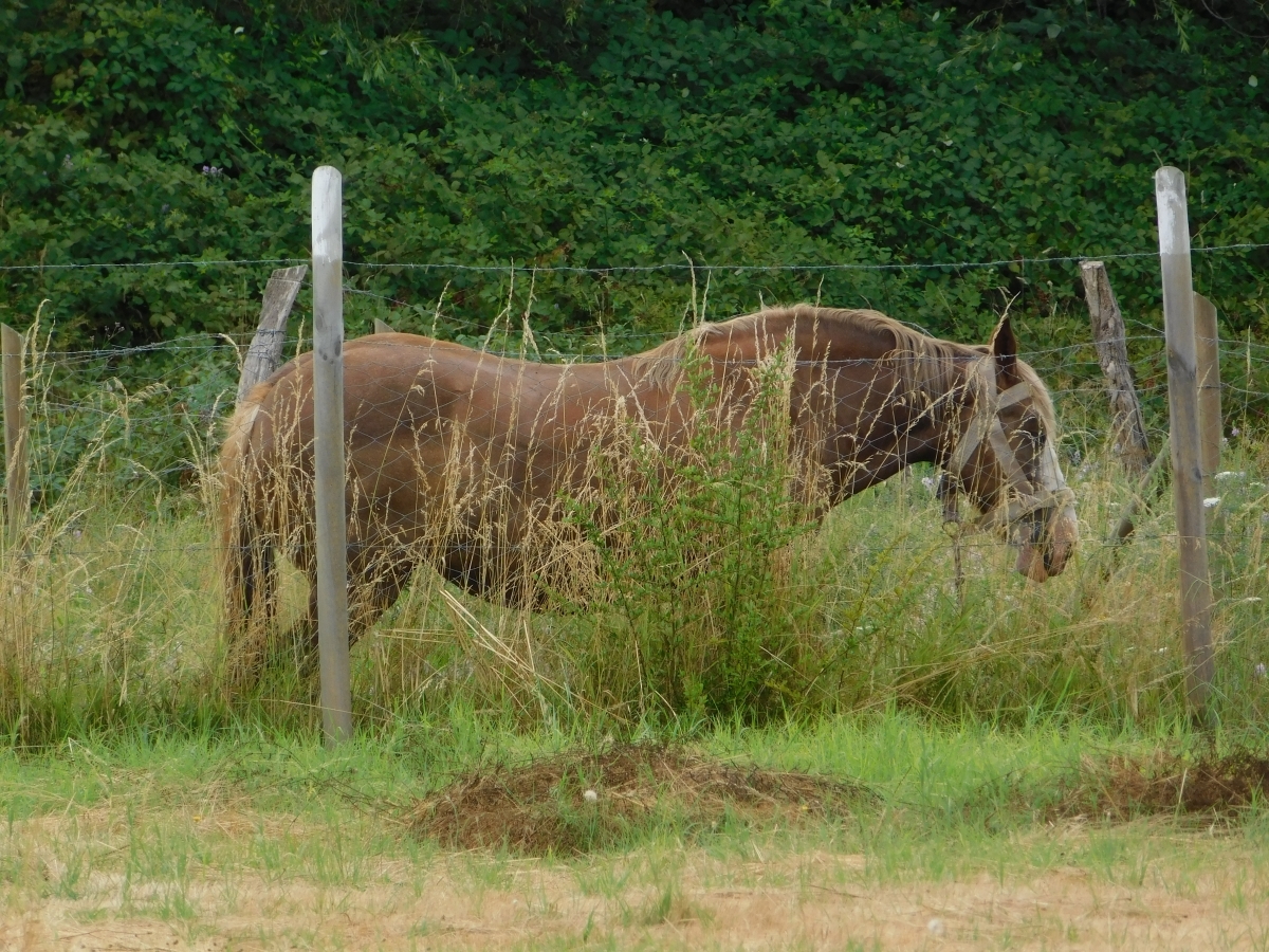 Caballo del vecino