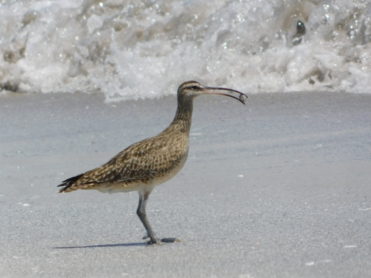 Playa las machas 1