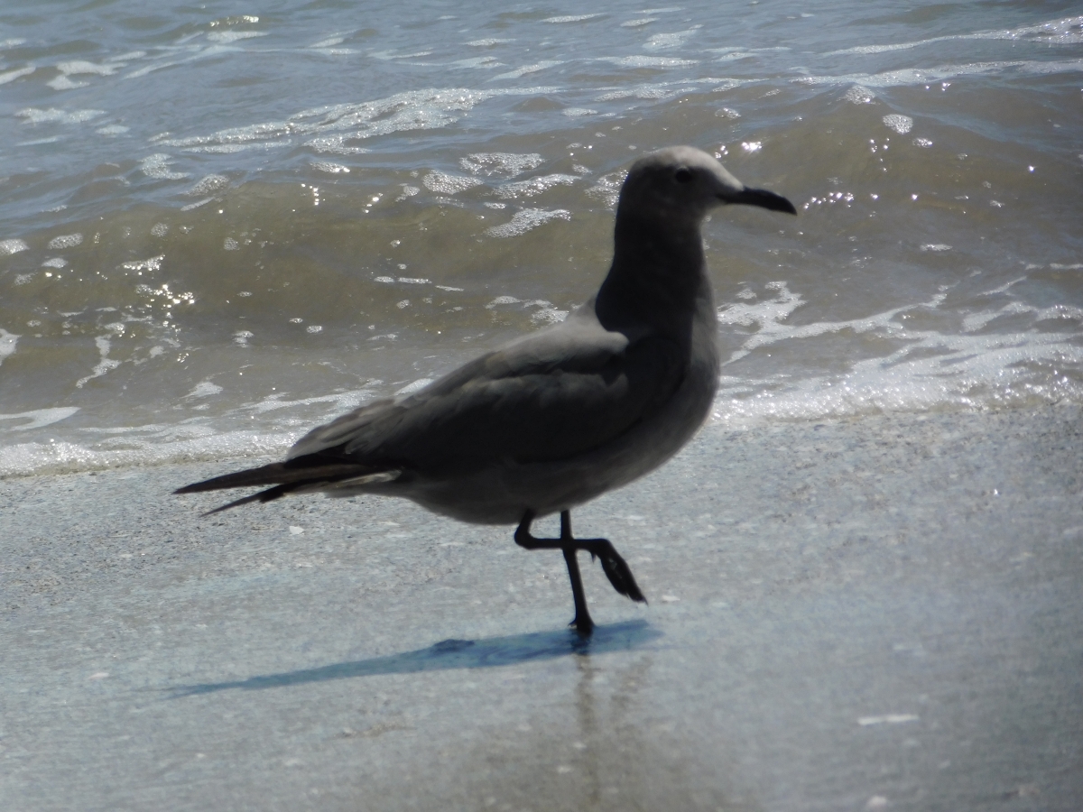 Cosas que se ven en una playa 1