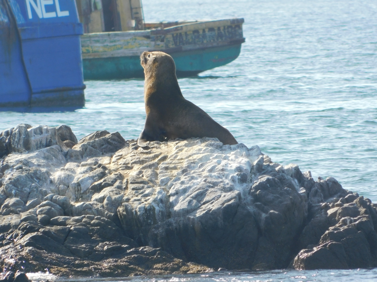 Mi puerto querido 3