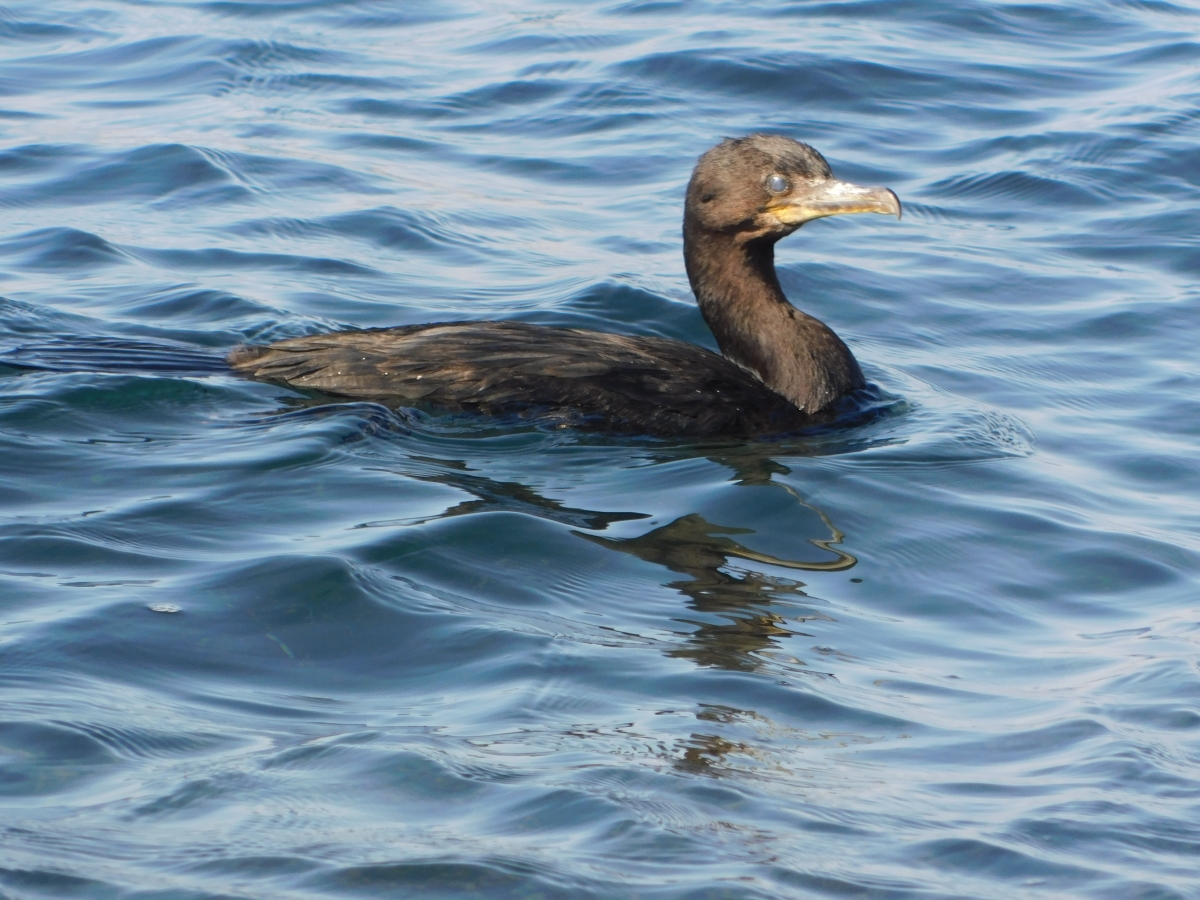 Pato en el agua 