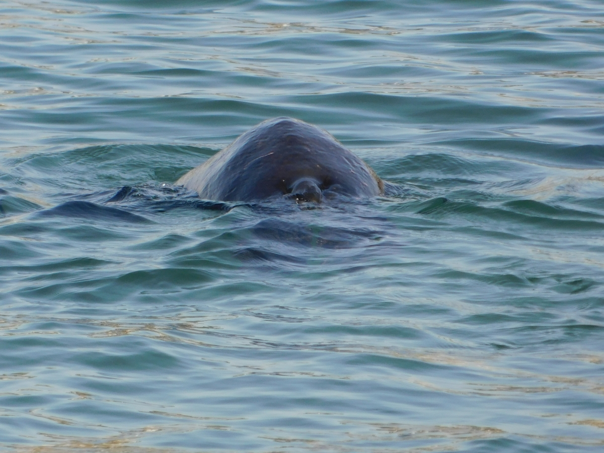 Lobo marino 