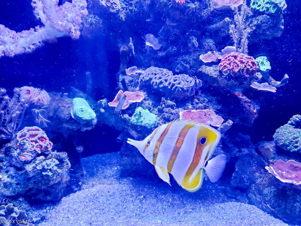 AQUARI DE PALMA