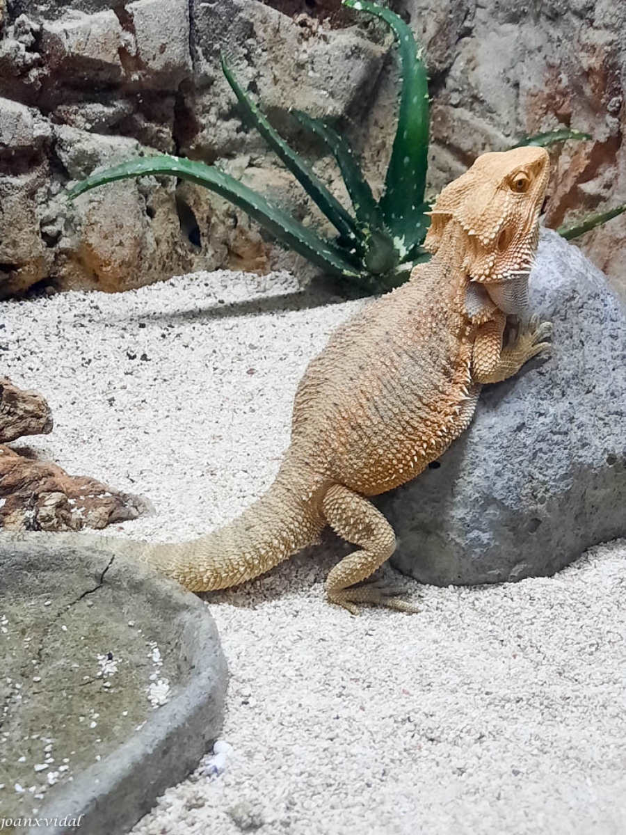 IGUANA