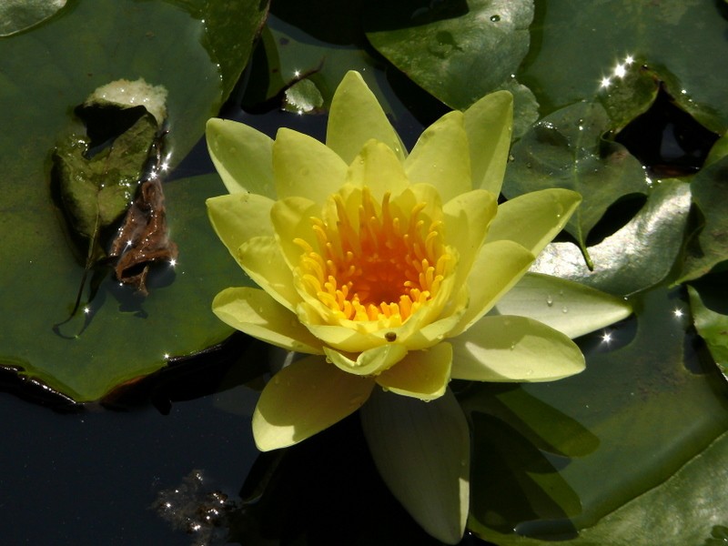 flor de lotus