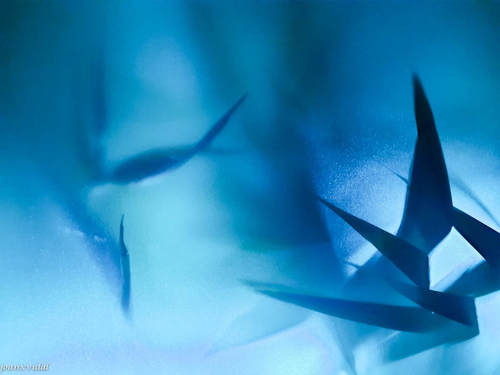 EL PLOR DE LES GLACERES