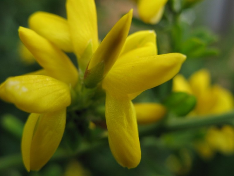 flor amarilla chiquita