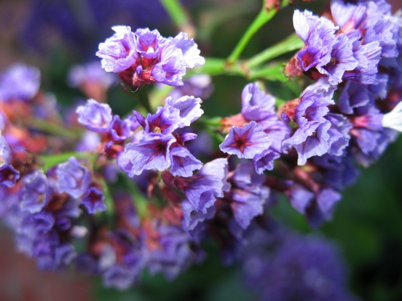 flores maradas