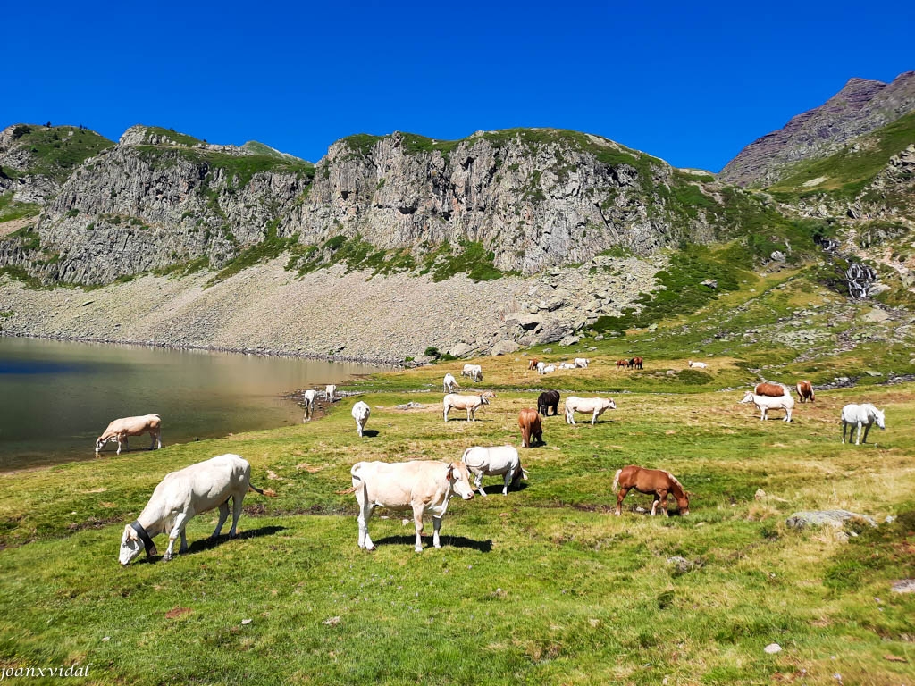 PASTURE AT LLAC DE ROUMASOT