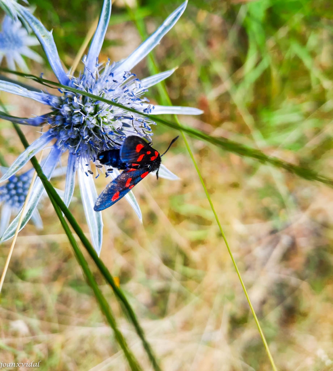 FLORA