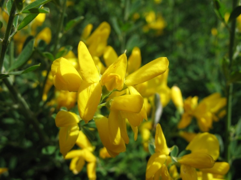 flores amarillas con sol
