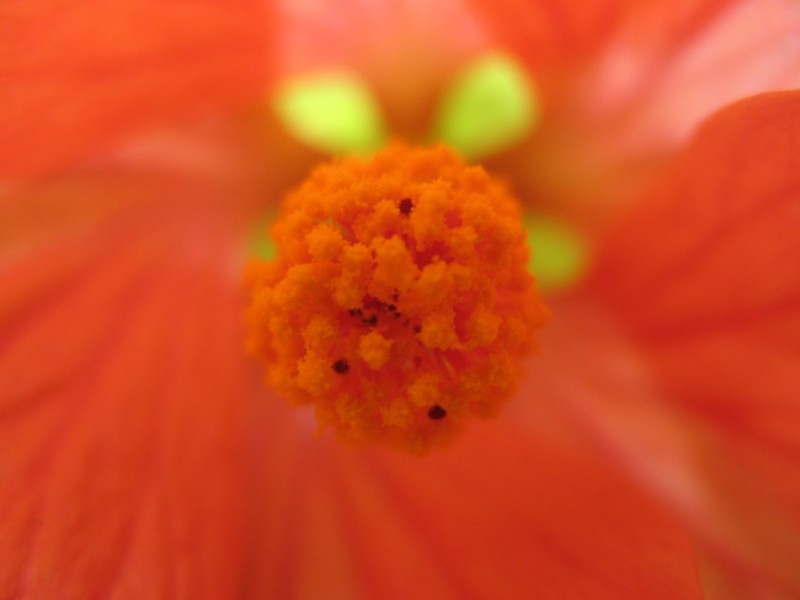 flor esponja